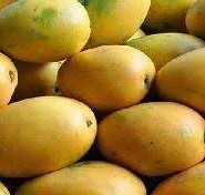 Fresh Alphonso Mangoes