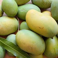 Fresh Mangoes