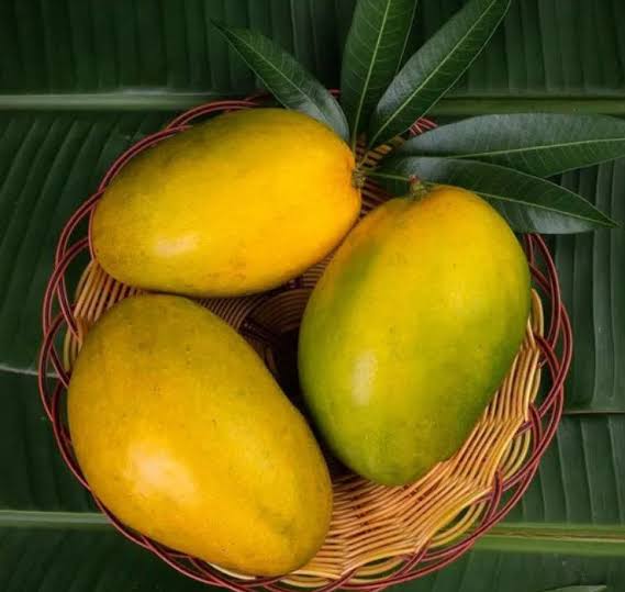 Fresh Alphonso Mangoes