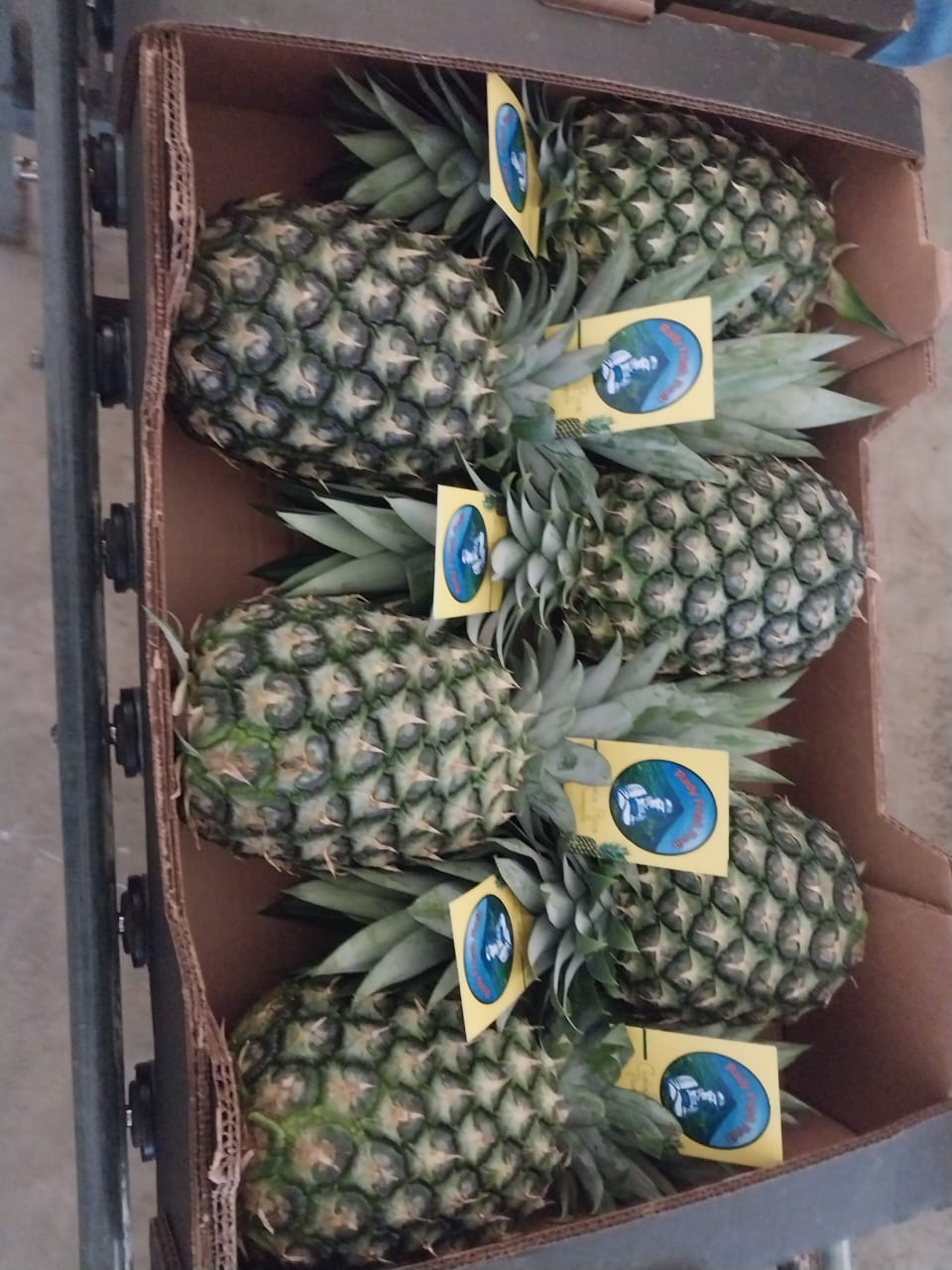 Fresh Pineapples Box size (#4,#5,#6,#7,#8,#10)