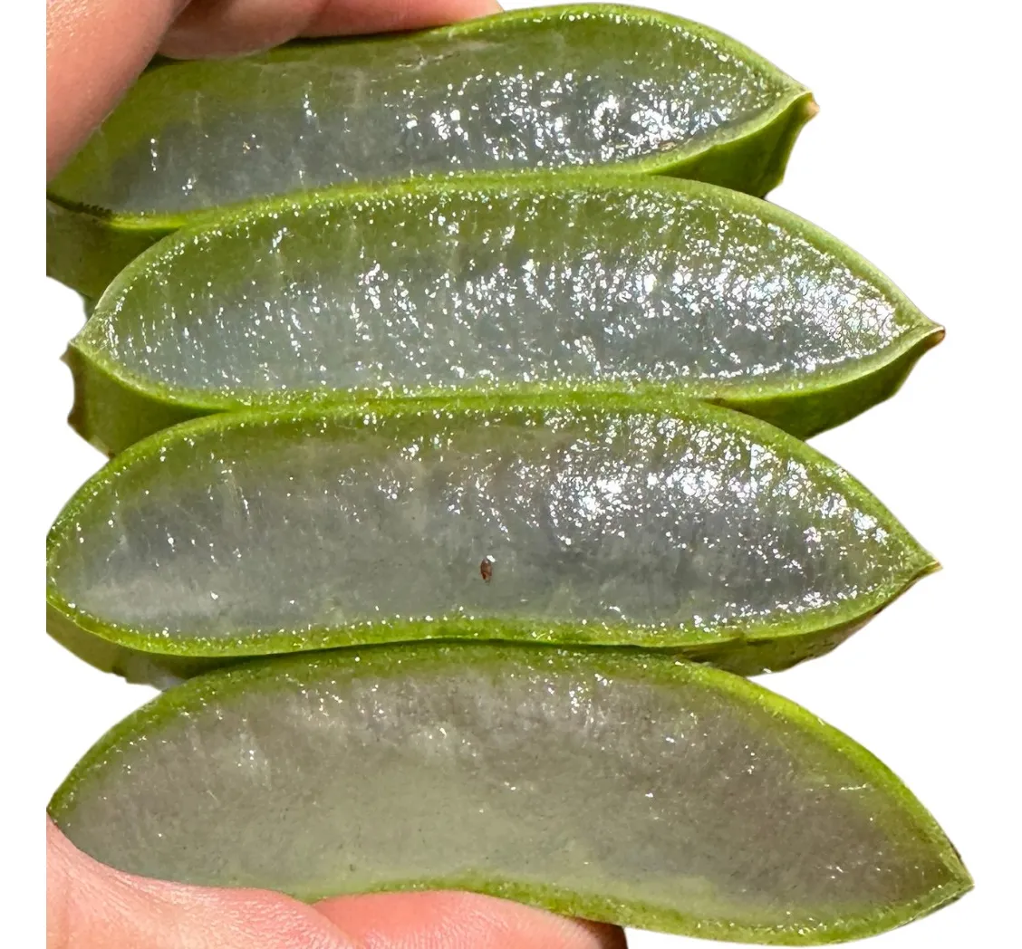 Folhas frescas de babosa