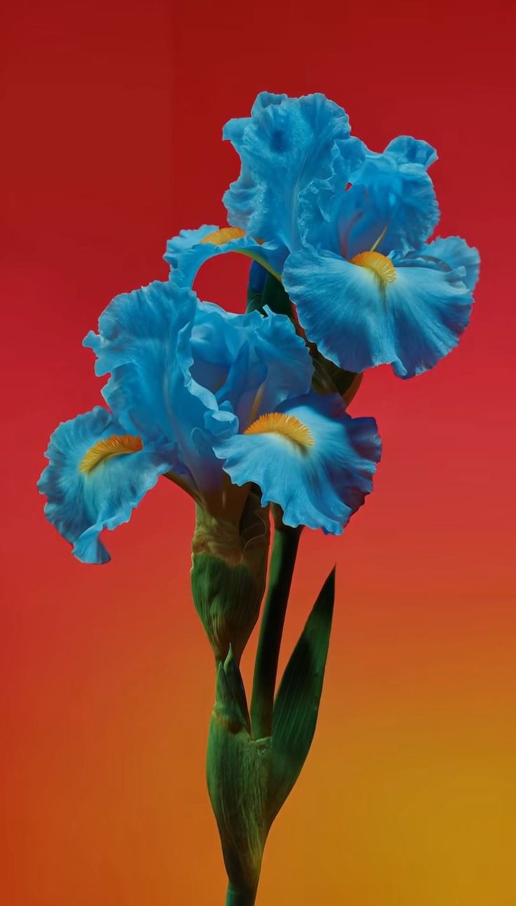 Blue Iris Bouquet BLOOMY