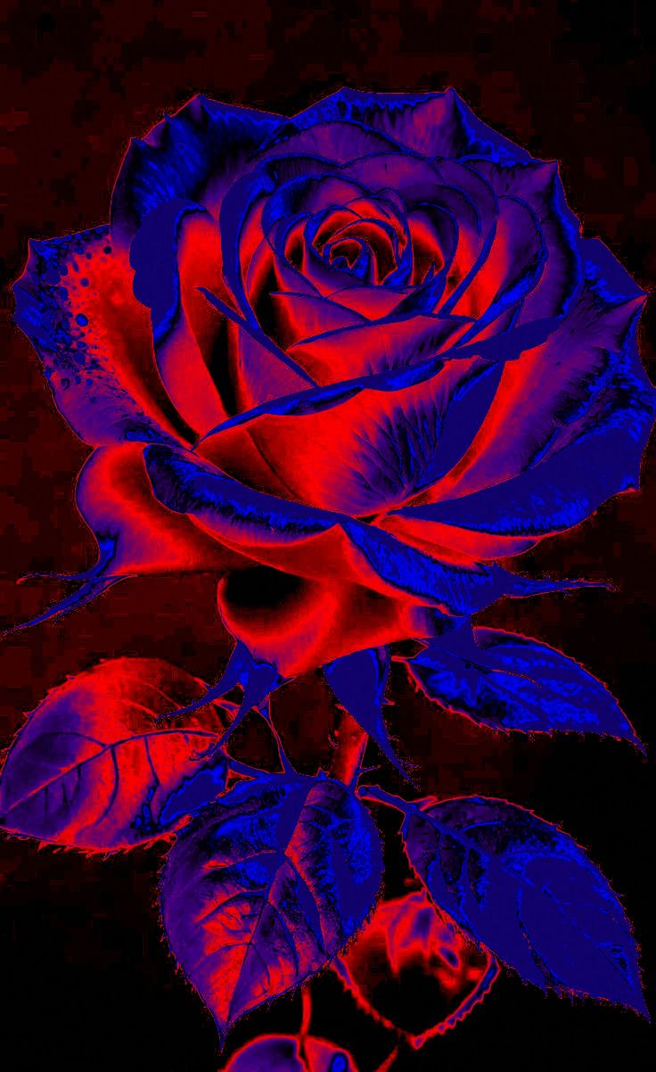 Neon Glow Rose BLOOMY