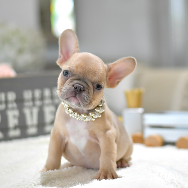 Lady - Female French Bulldog