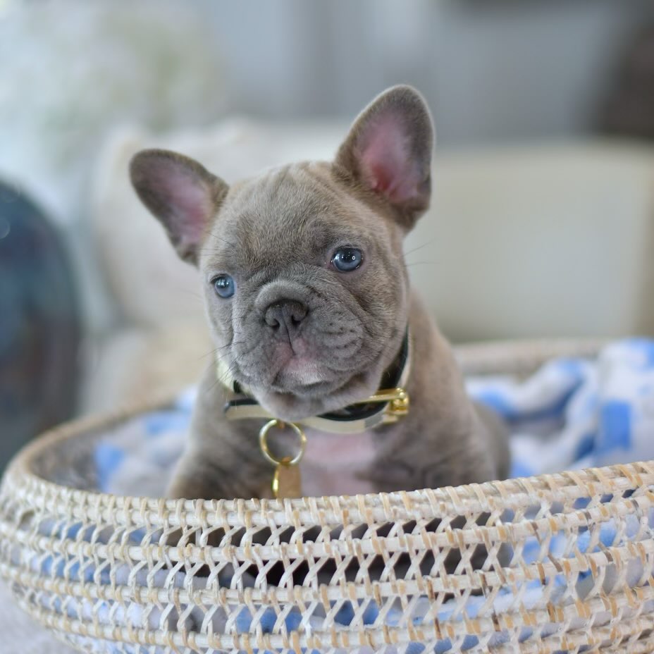 Jerry - Male French Bulldog