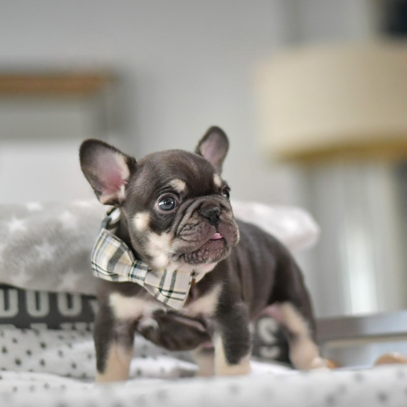 Tony - Male French Bulldog