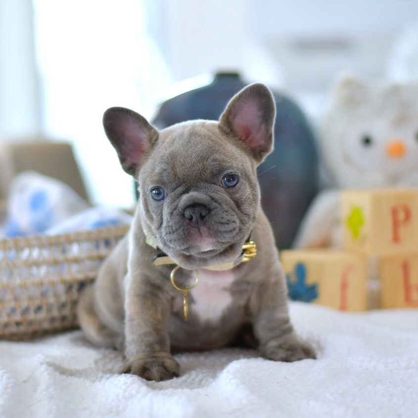 Jerry - Male French Bulldog