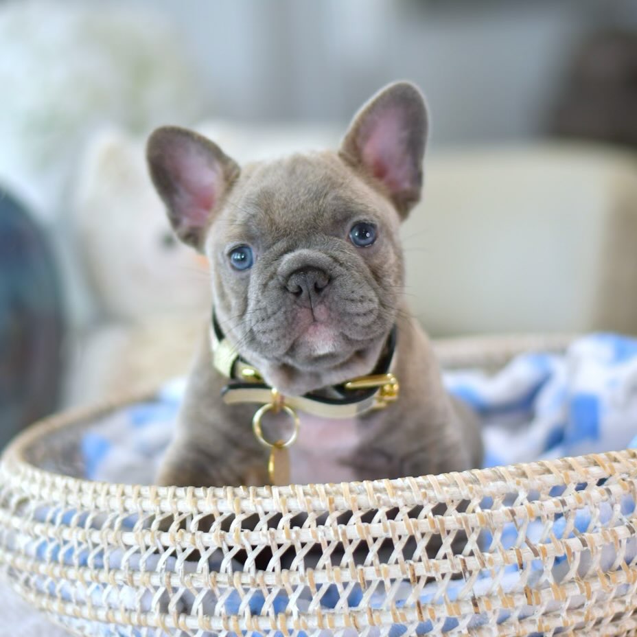 Jerry - Male French Bulldog