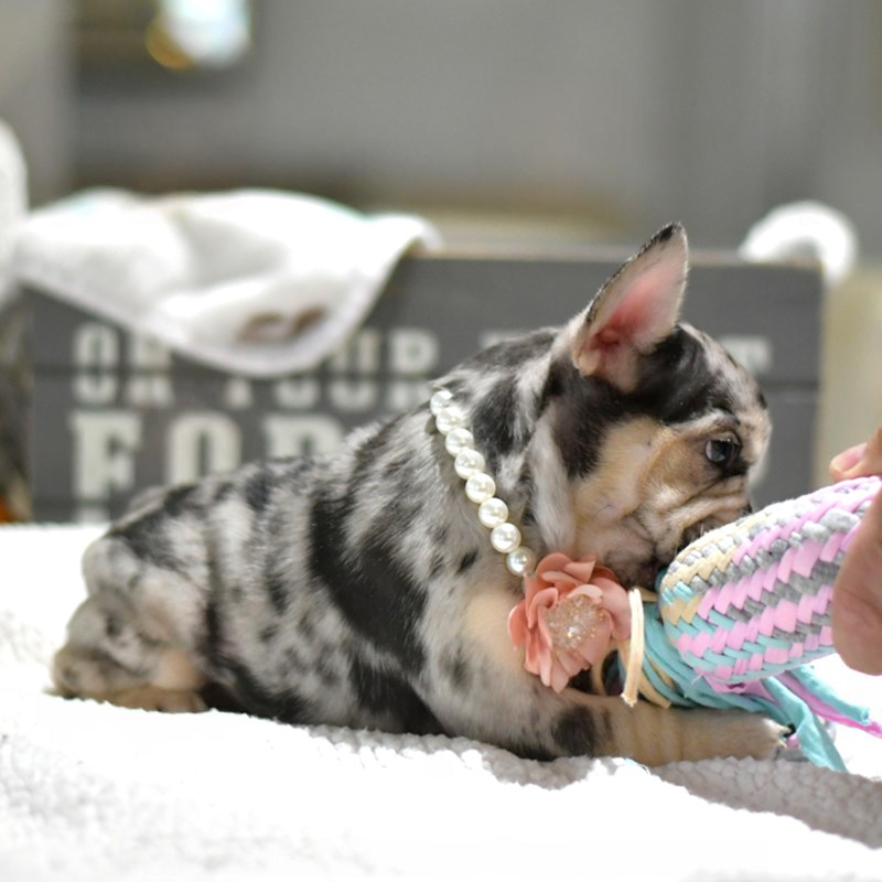 Stella - Female French Bulldog