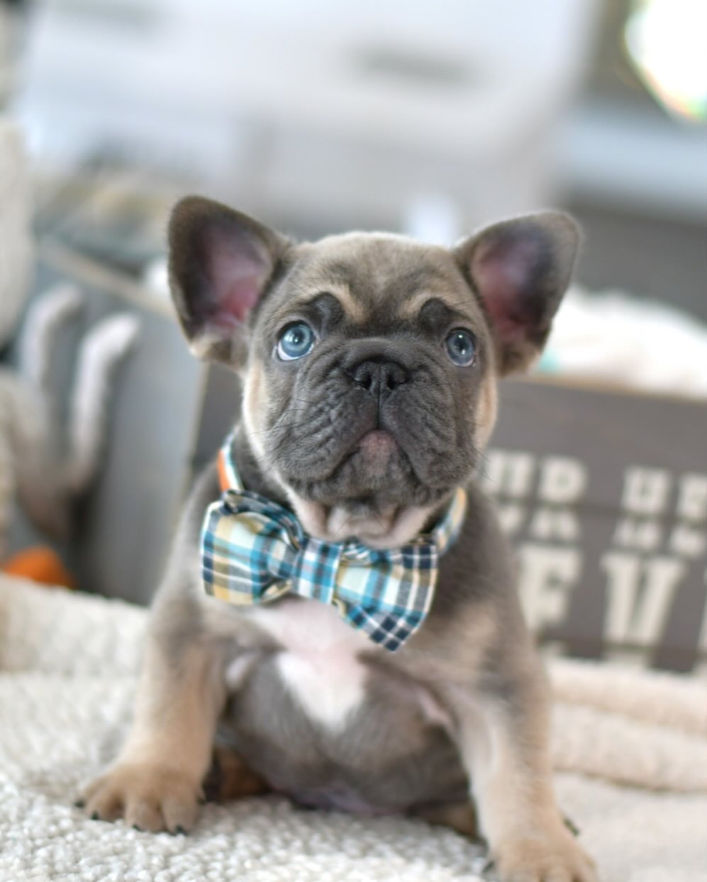 Teddy - Male French Bulldog