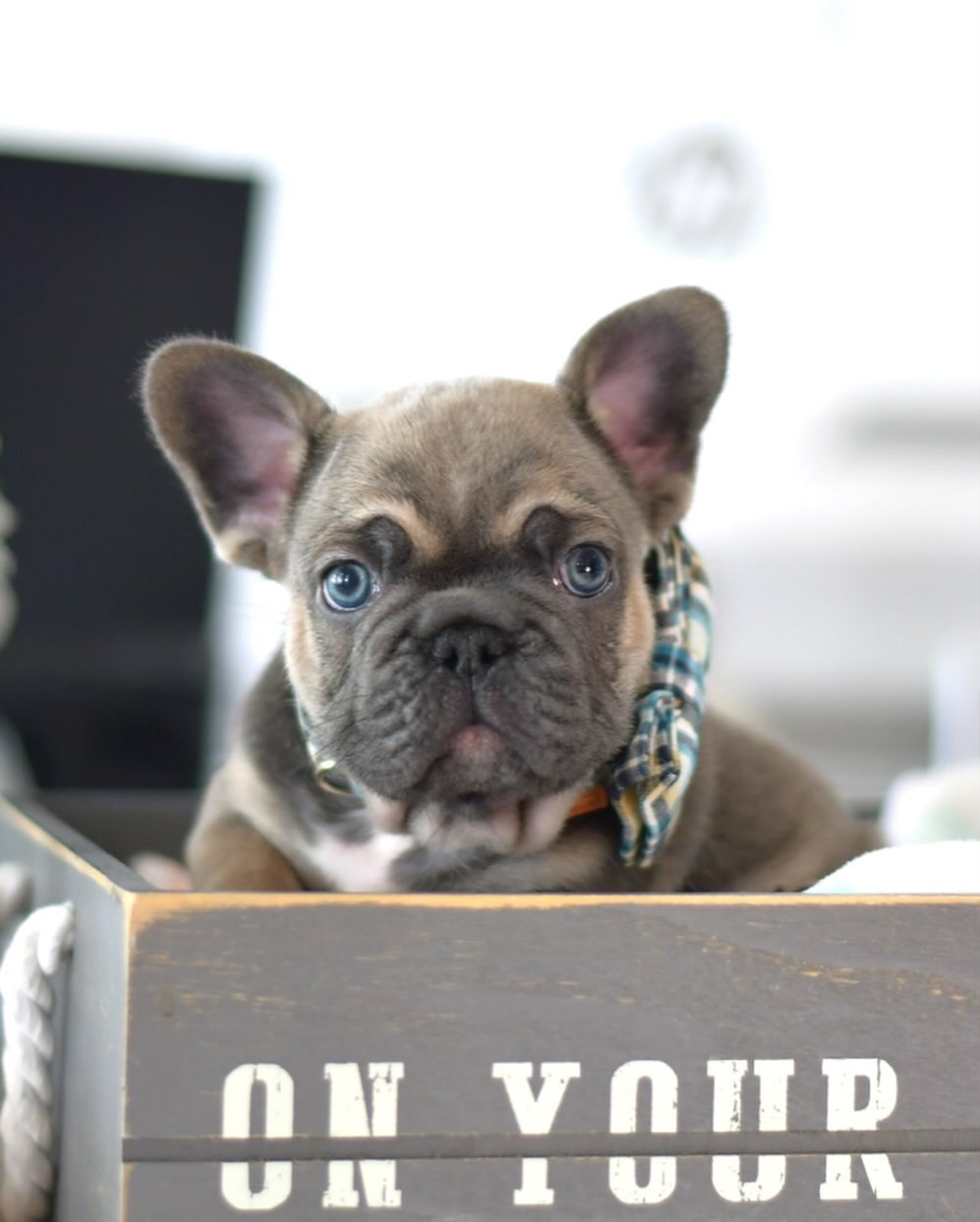 Teddy - Male French Bulldog