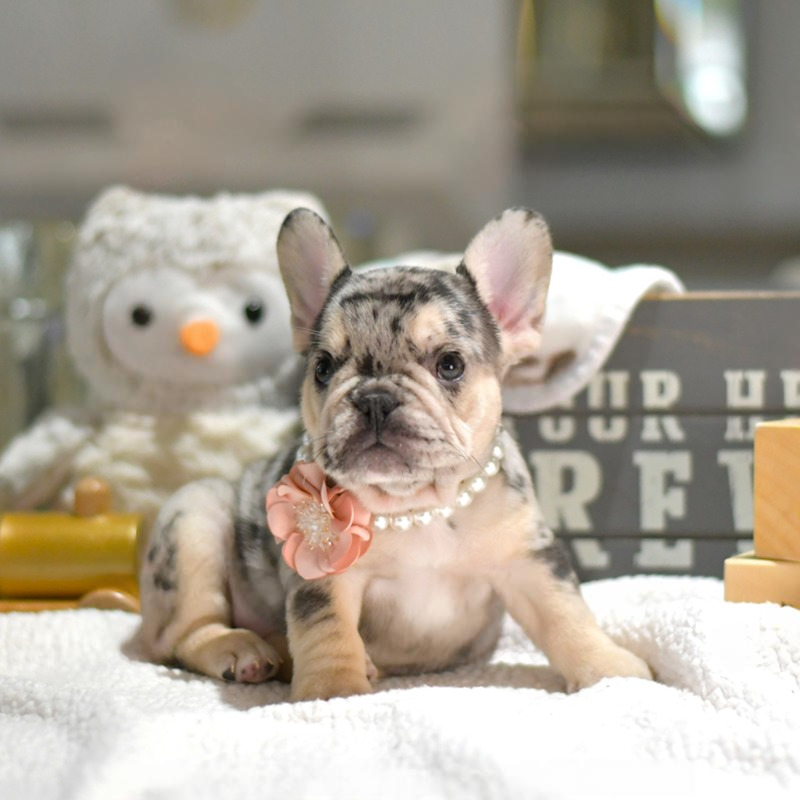 Stella - Female French Bulldog