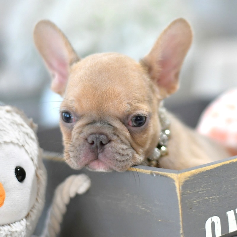Lady - Female French Bulldog