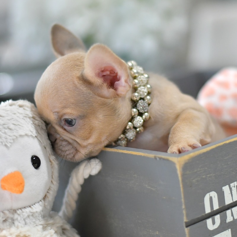 Lady - Female French Bulldog