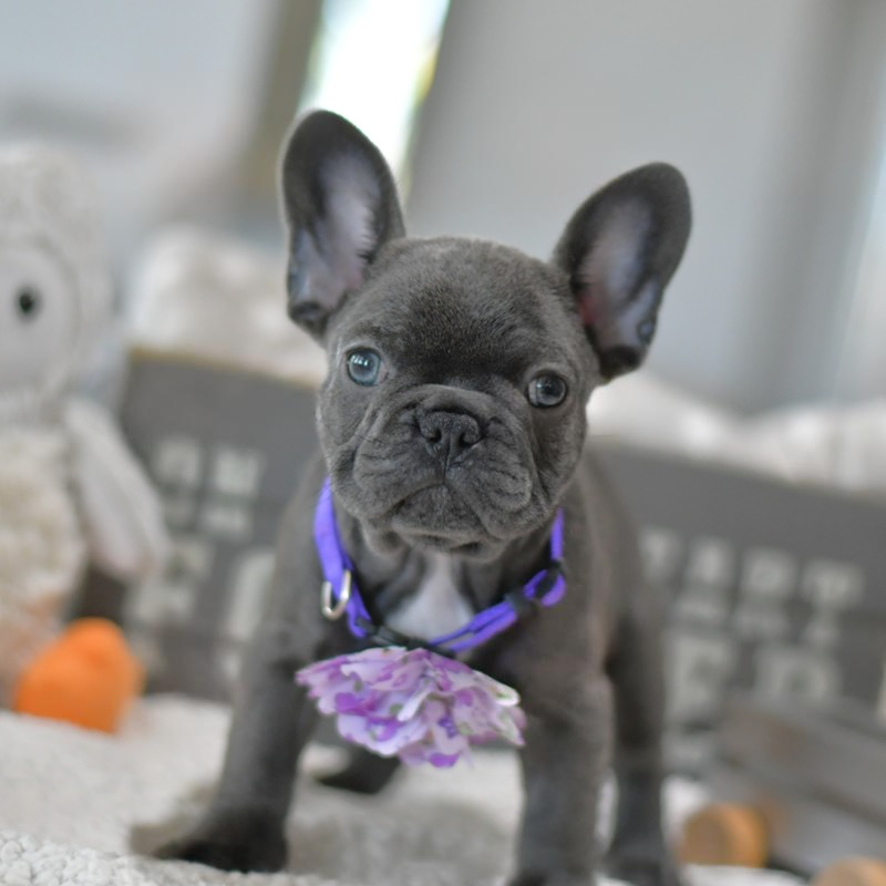 Rosie – Female French Bulldog