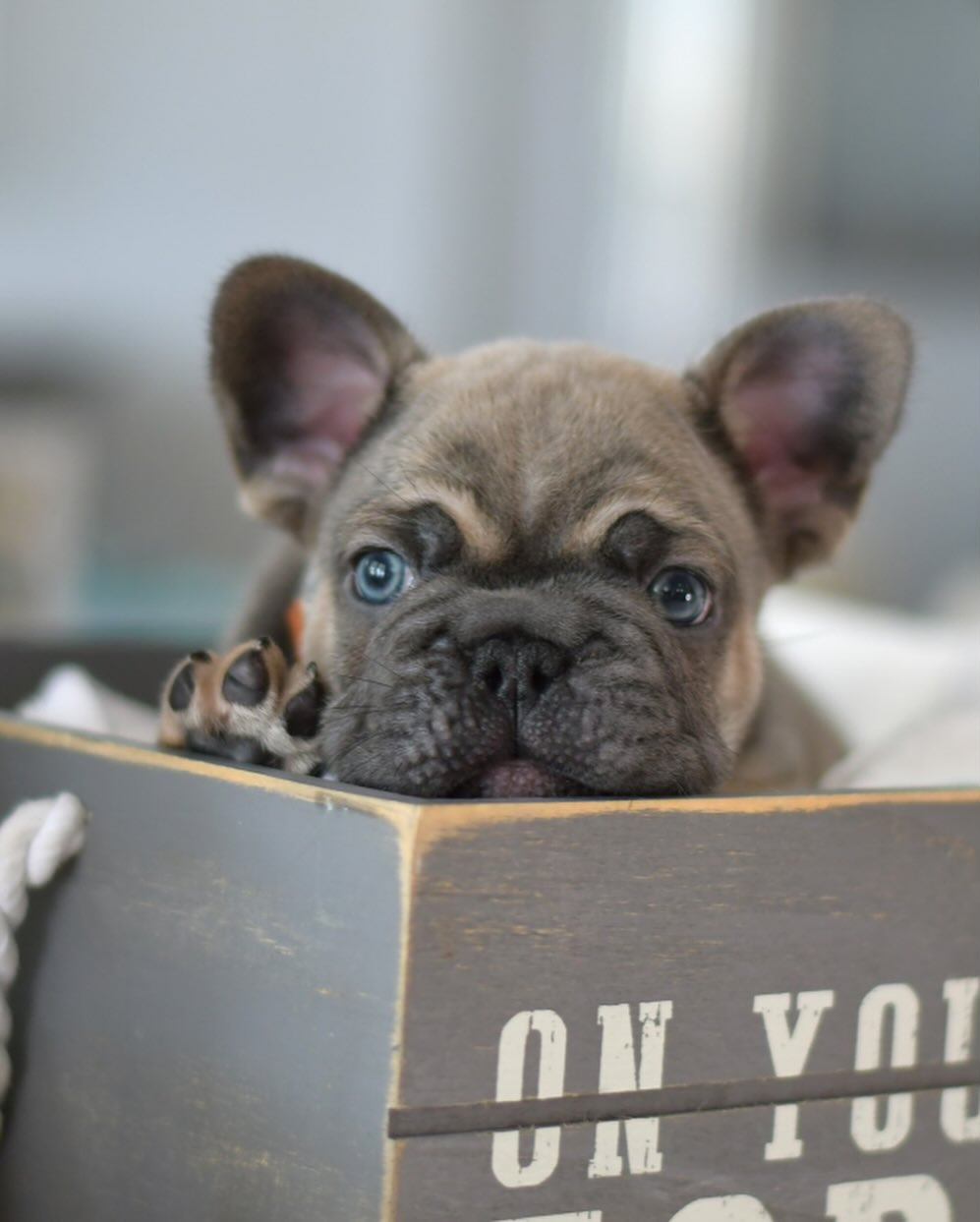 Teddy - Male French Bulldog