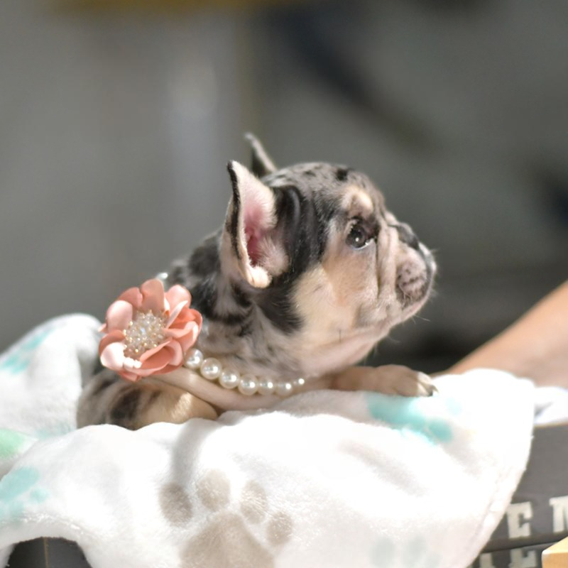 Stella - Female French Bulldog
