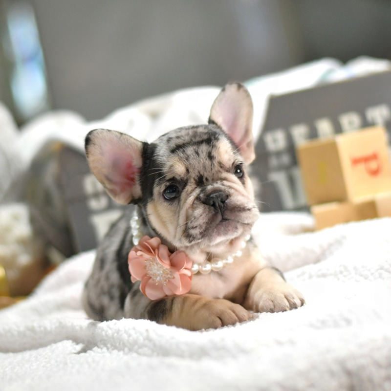 Stella - Female French Bulldog