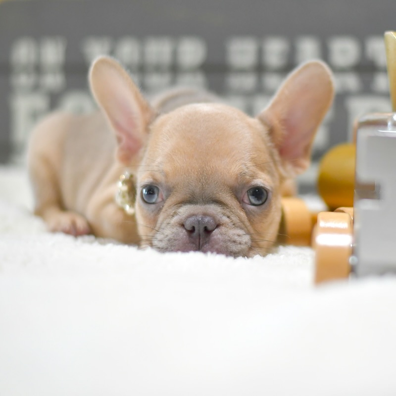 Lady - Female French Bulldog