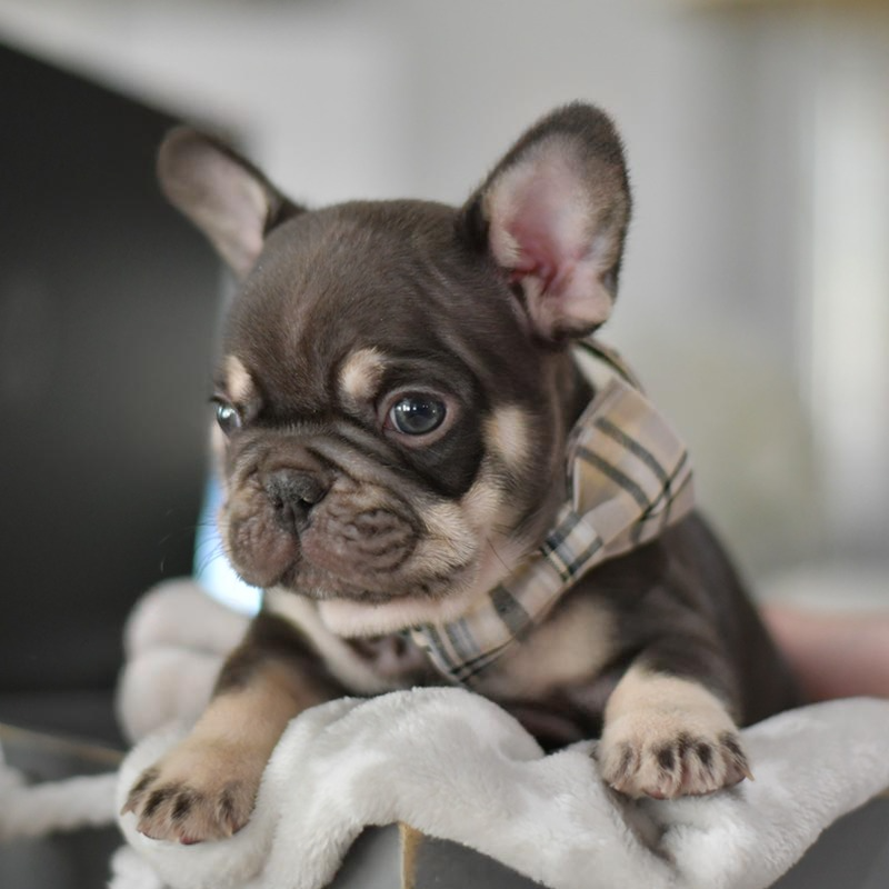 Tony - Male French Bulldog