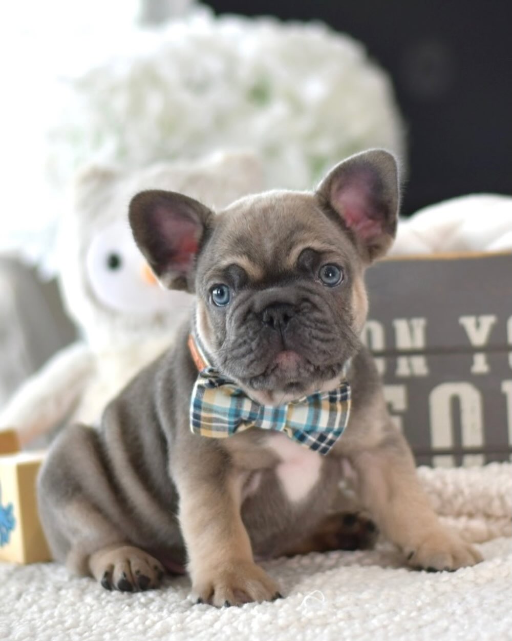 Teddy - Male French Bulldog