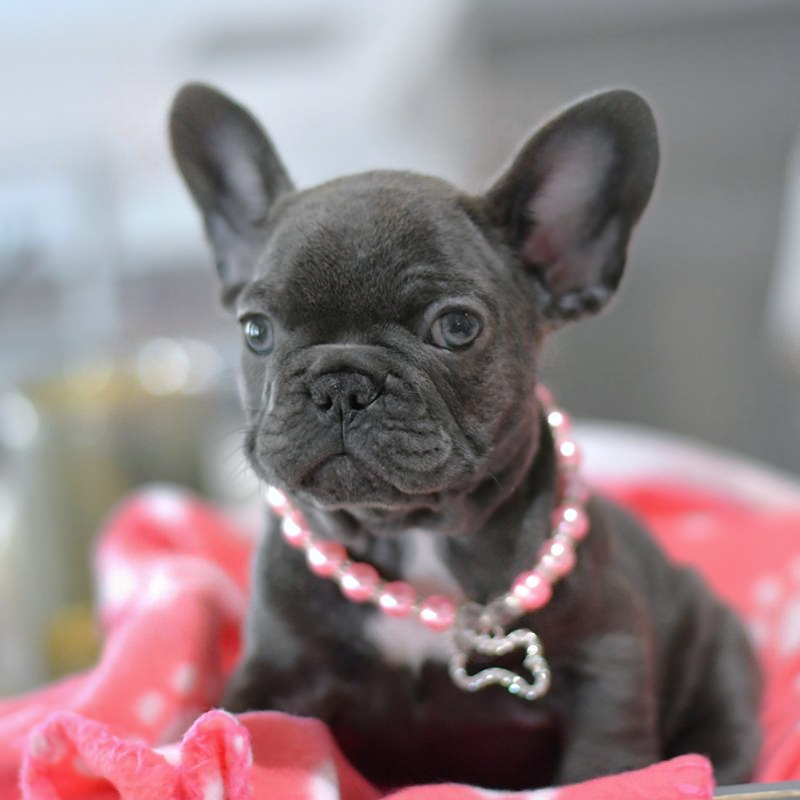 Rosie – Female French Bulldog