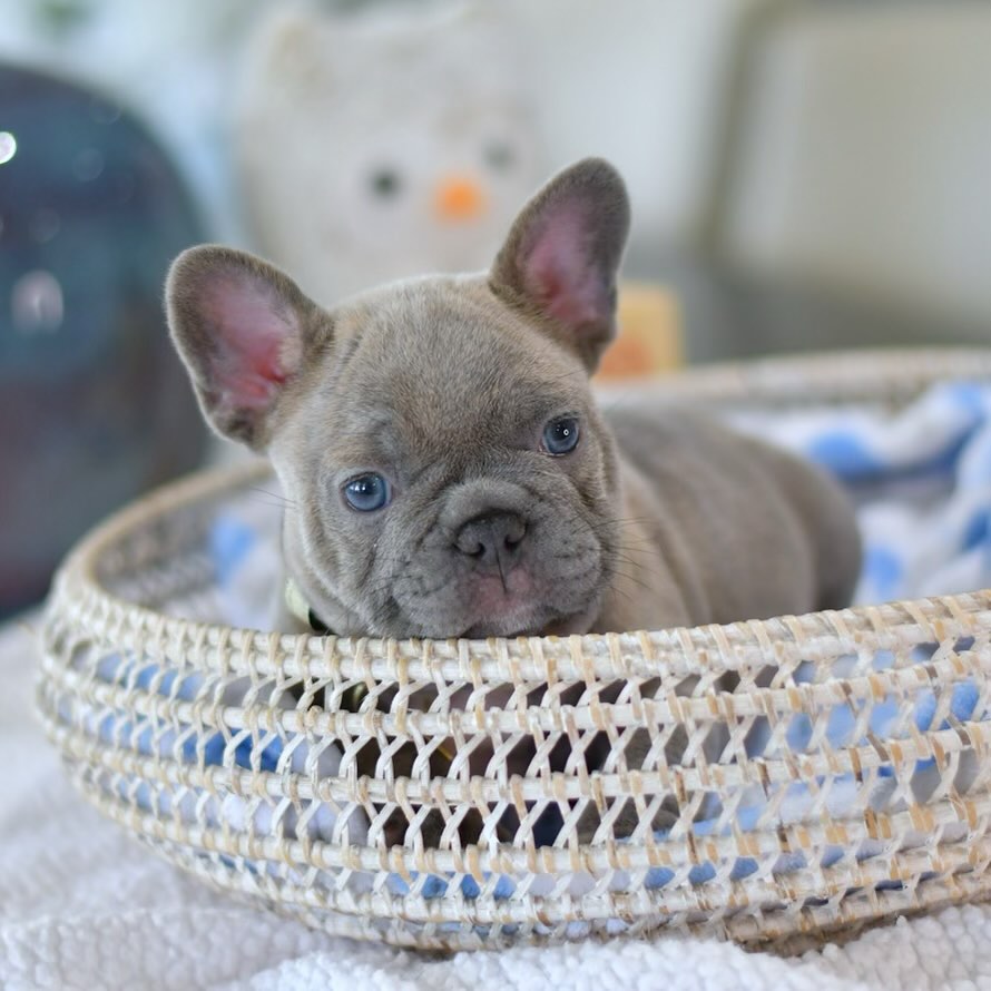 Jerry - Male French Bulldog
