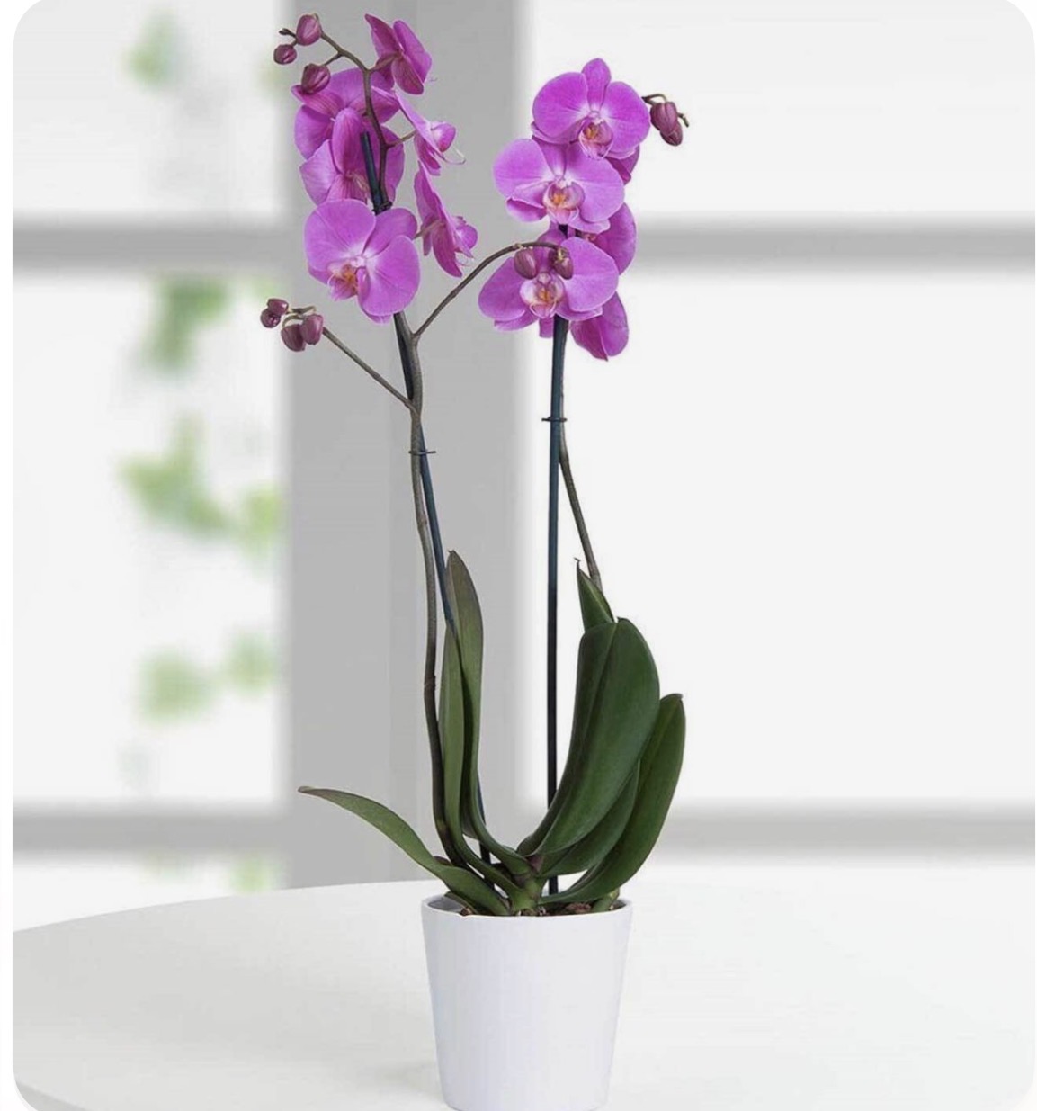 Orquídea Morada En Maceta