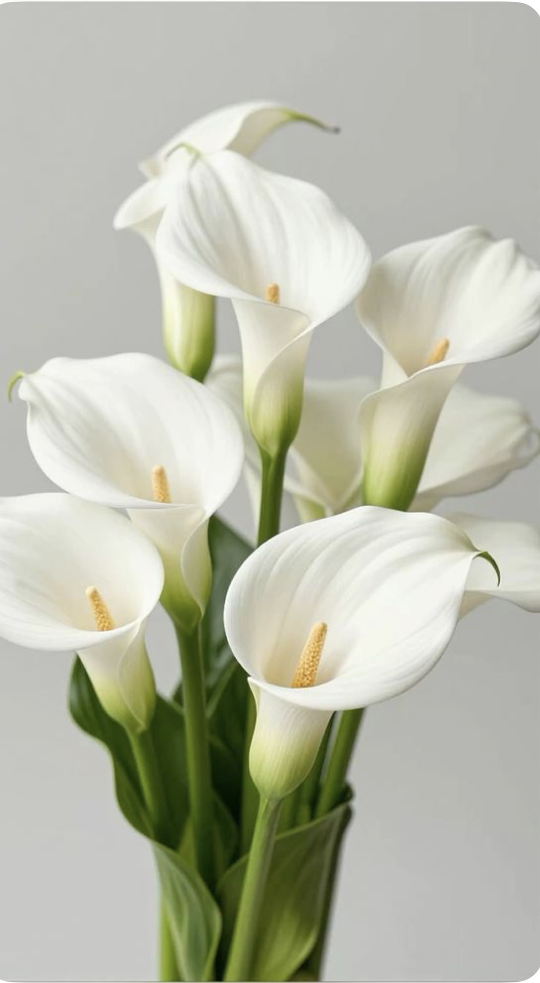 Arreglo De Alcatraces