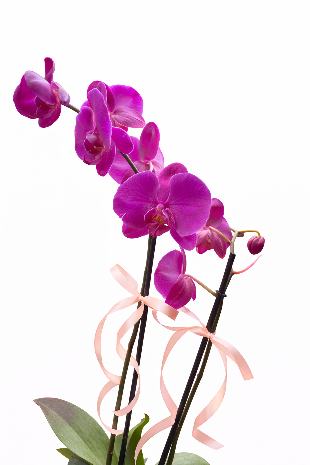 Orquídea Morada En Maceta
