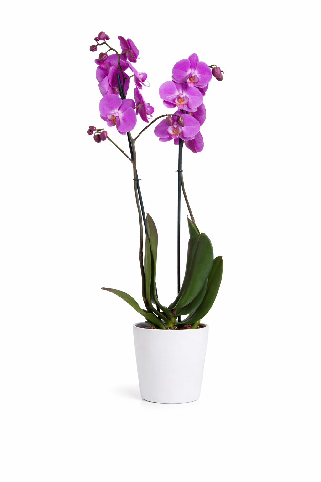 Orquídea Morada En Maceta