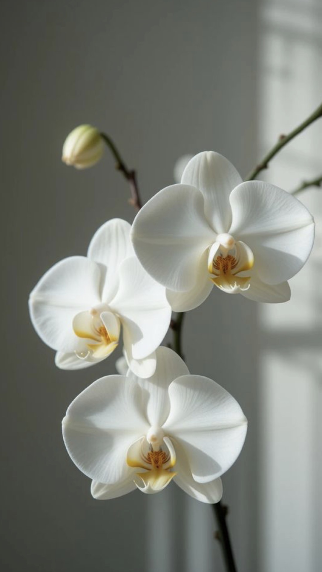 Orquidea Blanca 