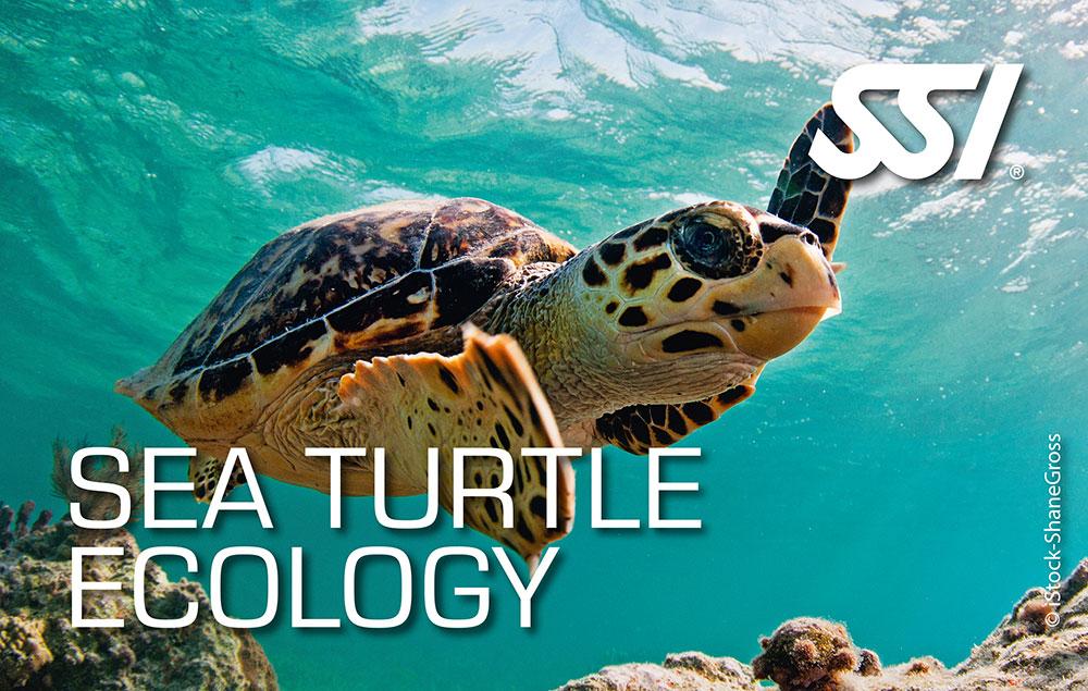 Sea Turtle Ecology Course