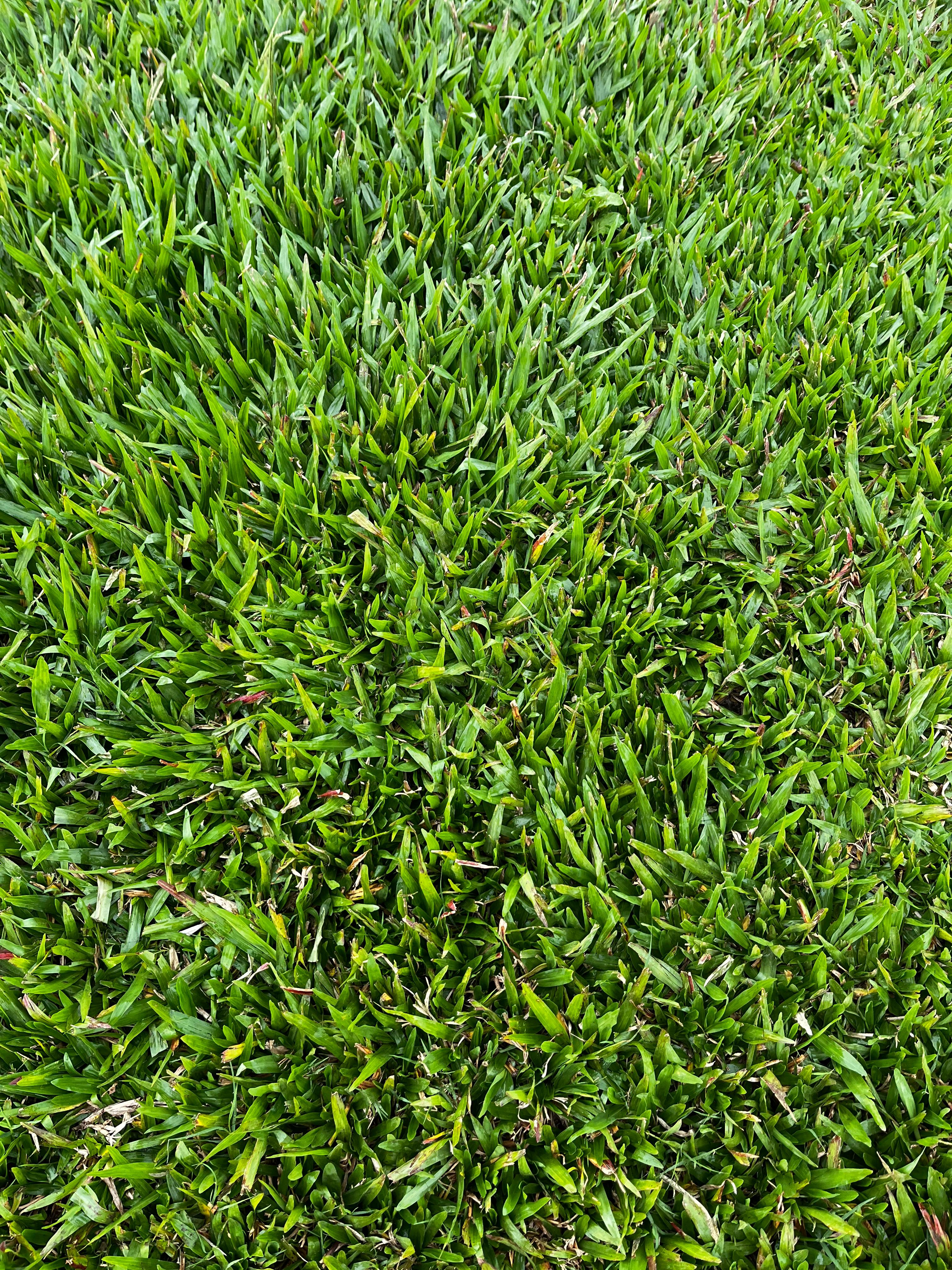 Grama Bahiana Premium Por Metro Cuadrado