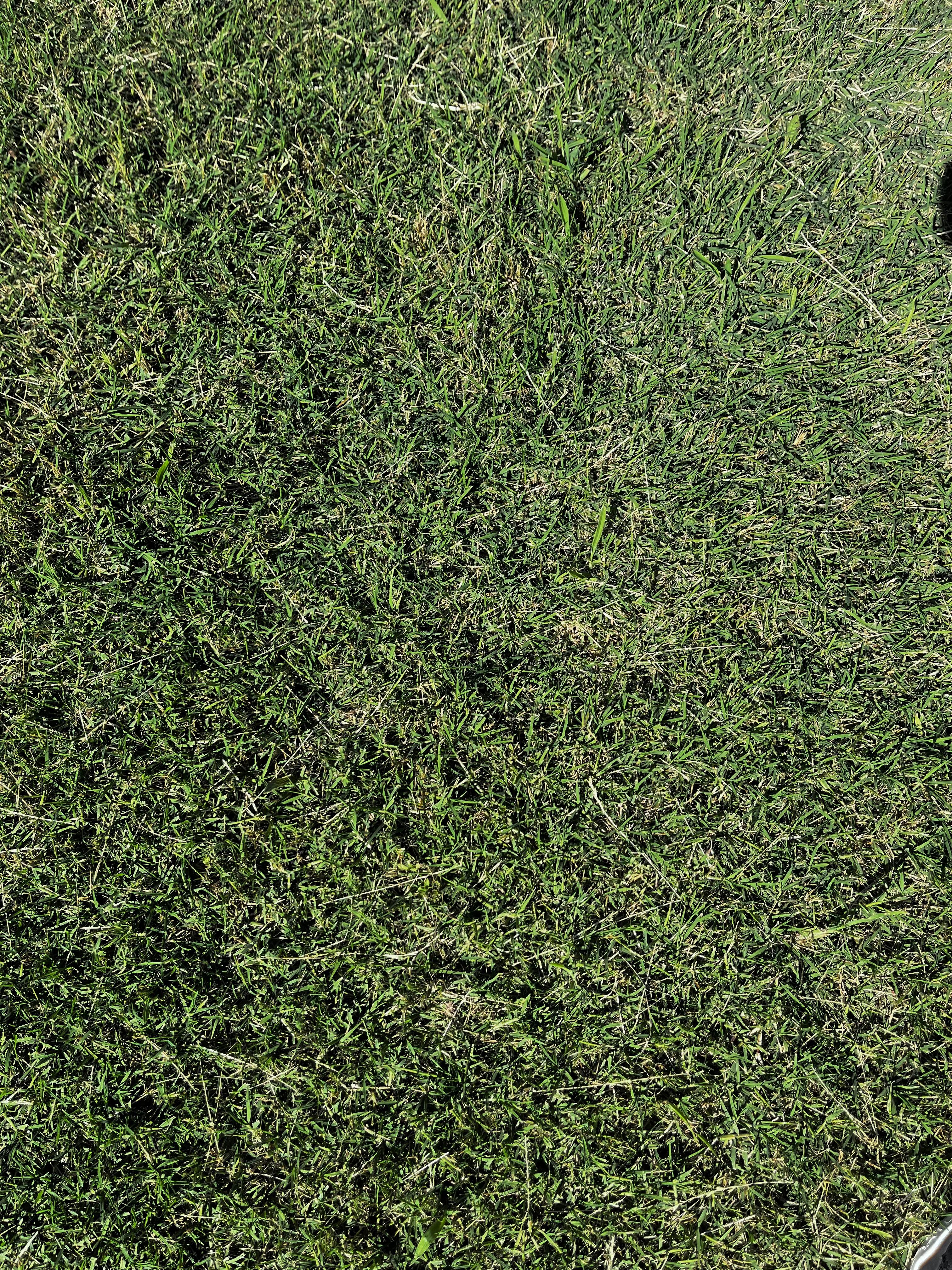 Bermuda Común Por Metro Cuadrado 