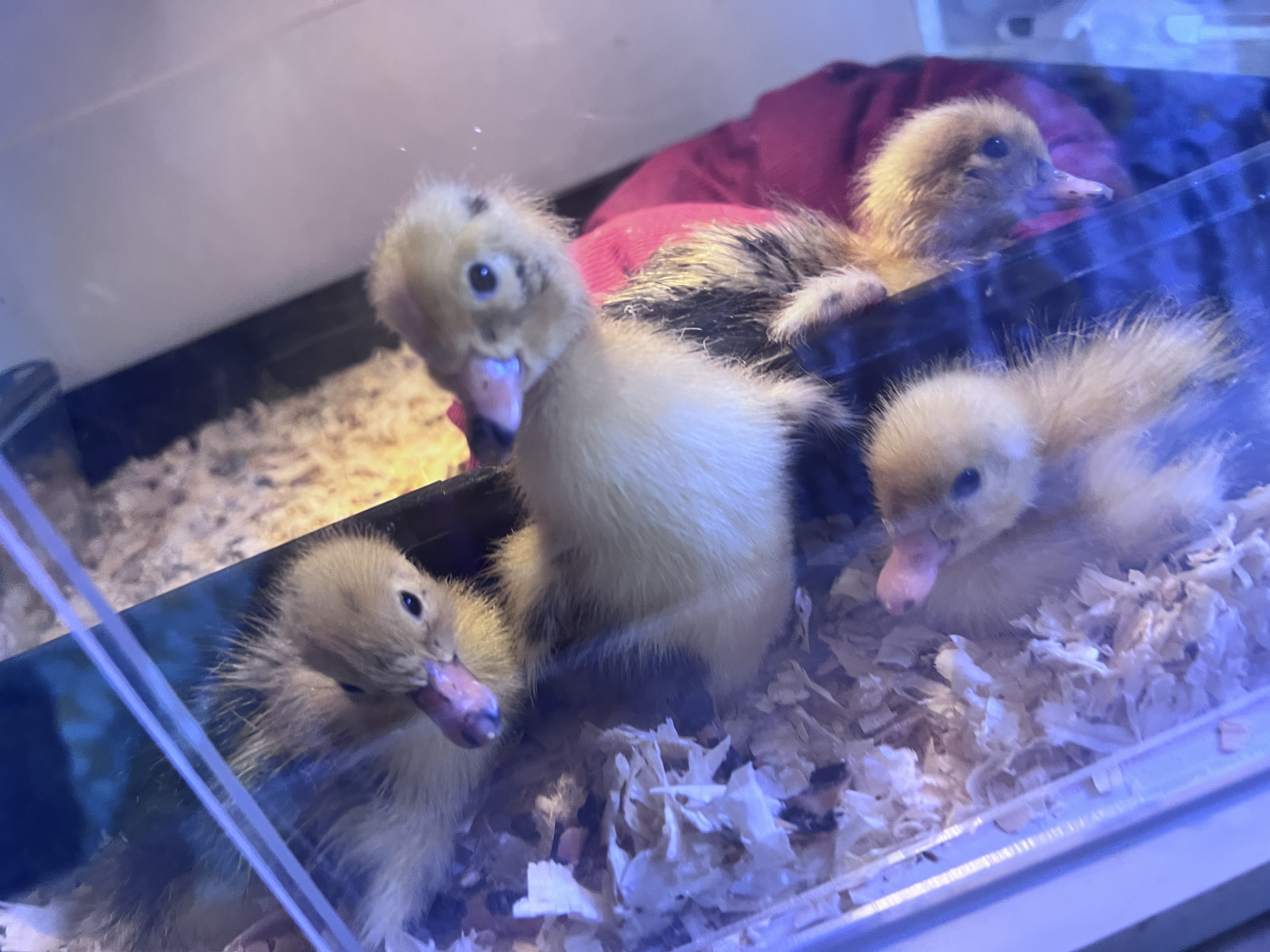 DuckGram🥳 Duck's Cookies🌼Duck Meet & Greet Delivery+Celebration packaging!!