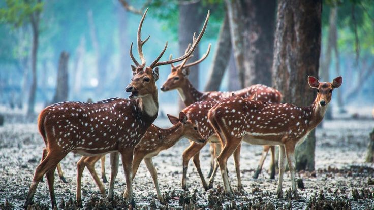 Sundarbans Safari & UNESCO Heritage Tour: 7 Days in Bangladesh