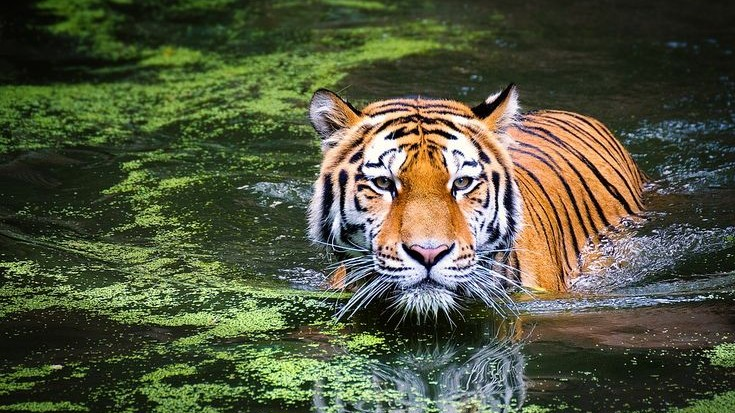 Sundarbans Safari & UNESCO Heritage Tour: 7 Days in Bangladesh