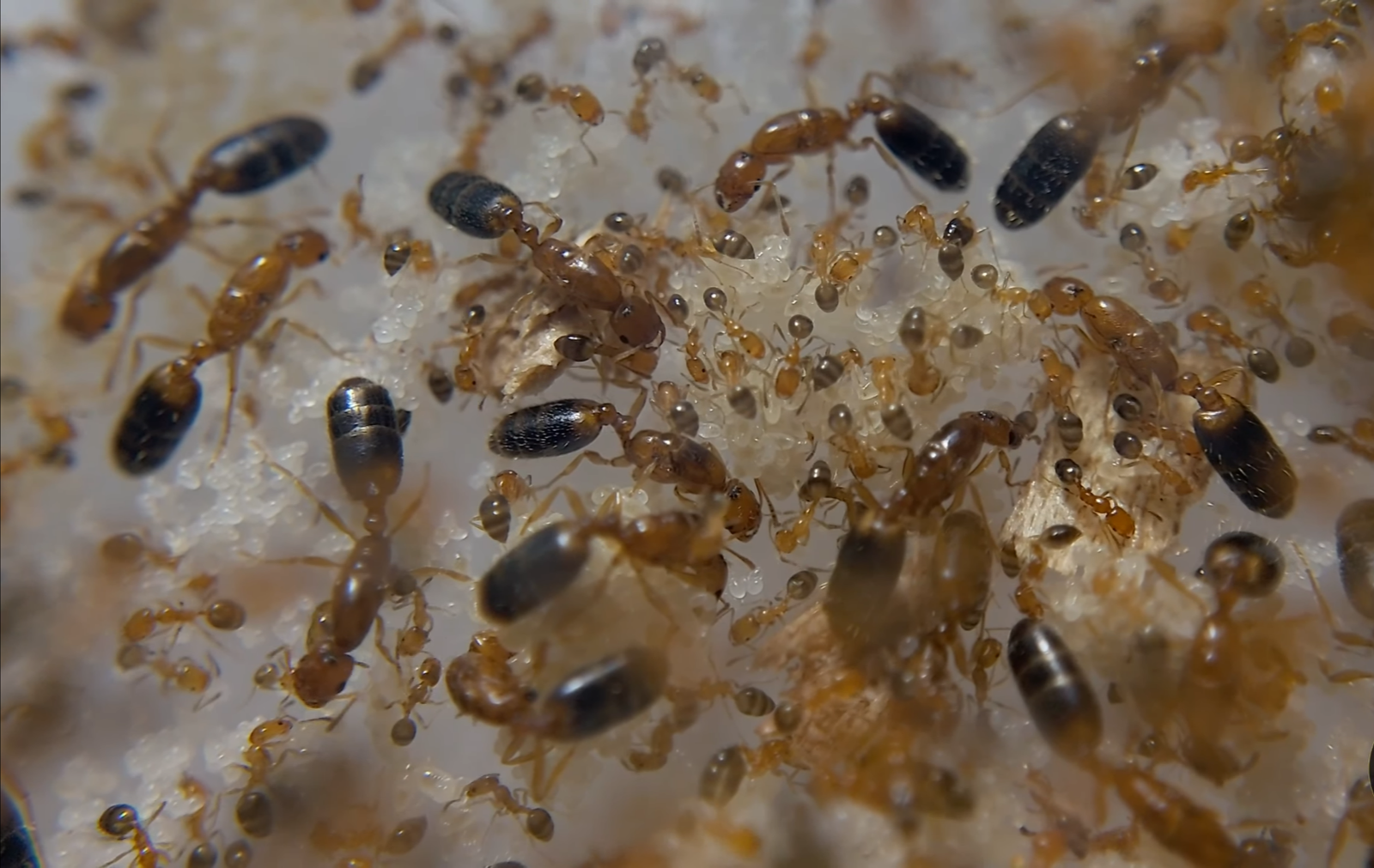 Trichomymex destructor