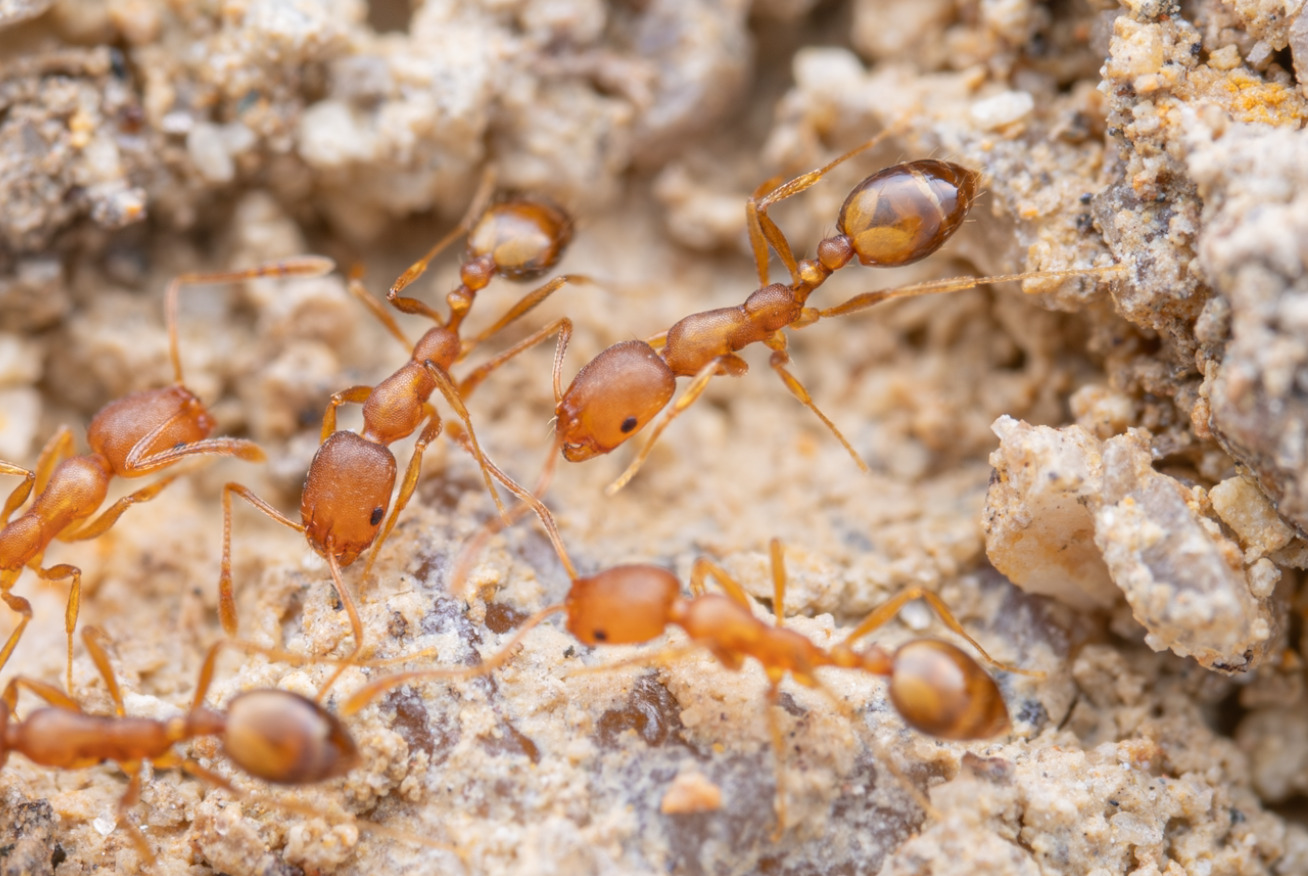 Monomorium pharaonis