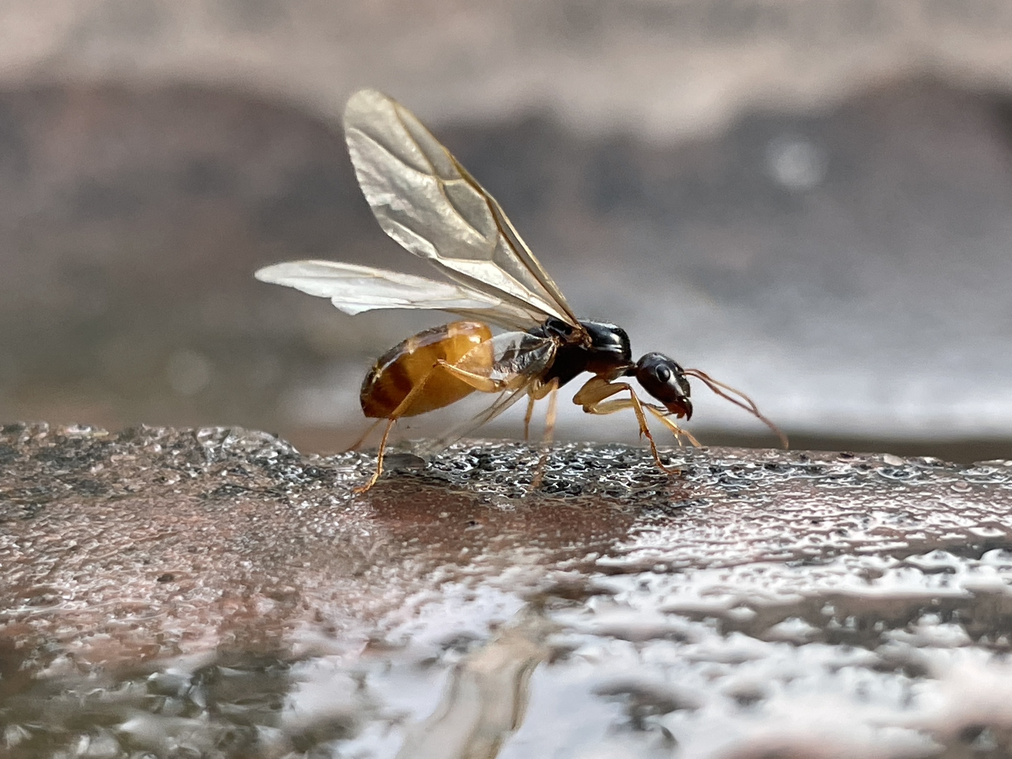Camponotus fedtschenkoi