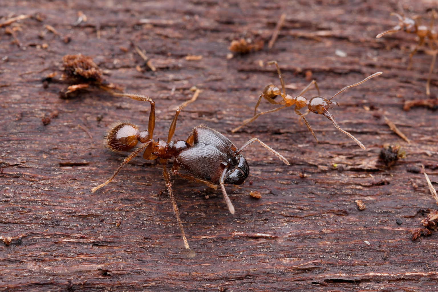 Pheidole sinica