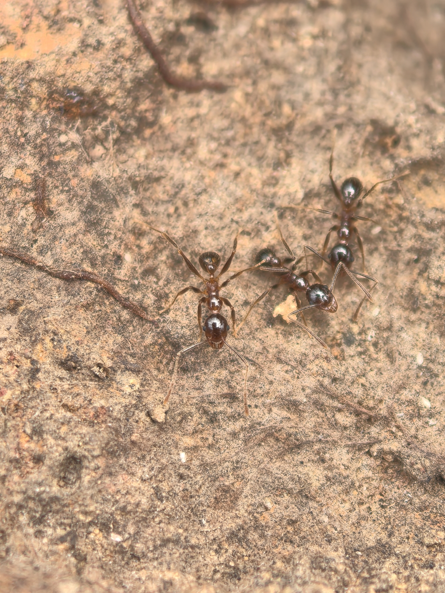 Pheidole noda