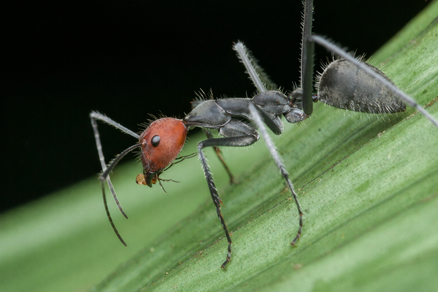 Camponotus singularis