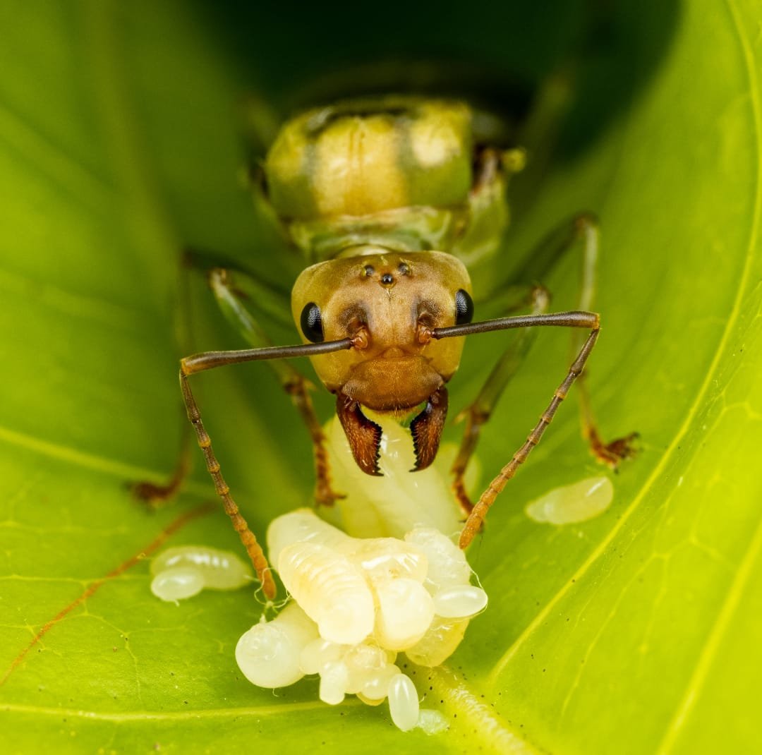 Oecophylla smaragdina