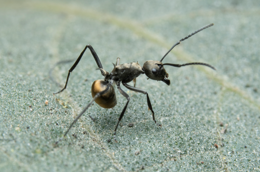 Polyrhachis dives