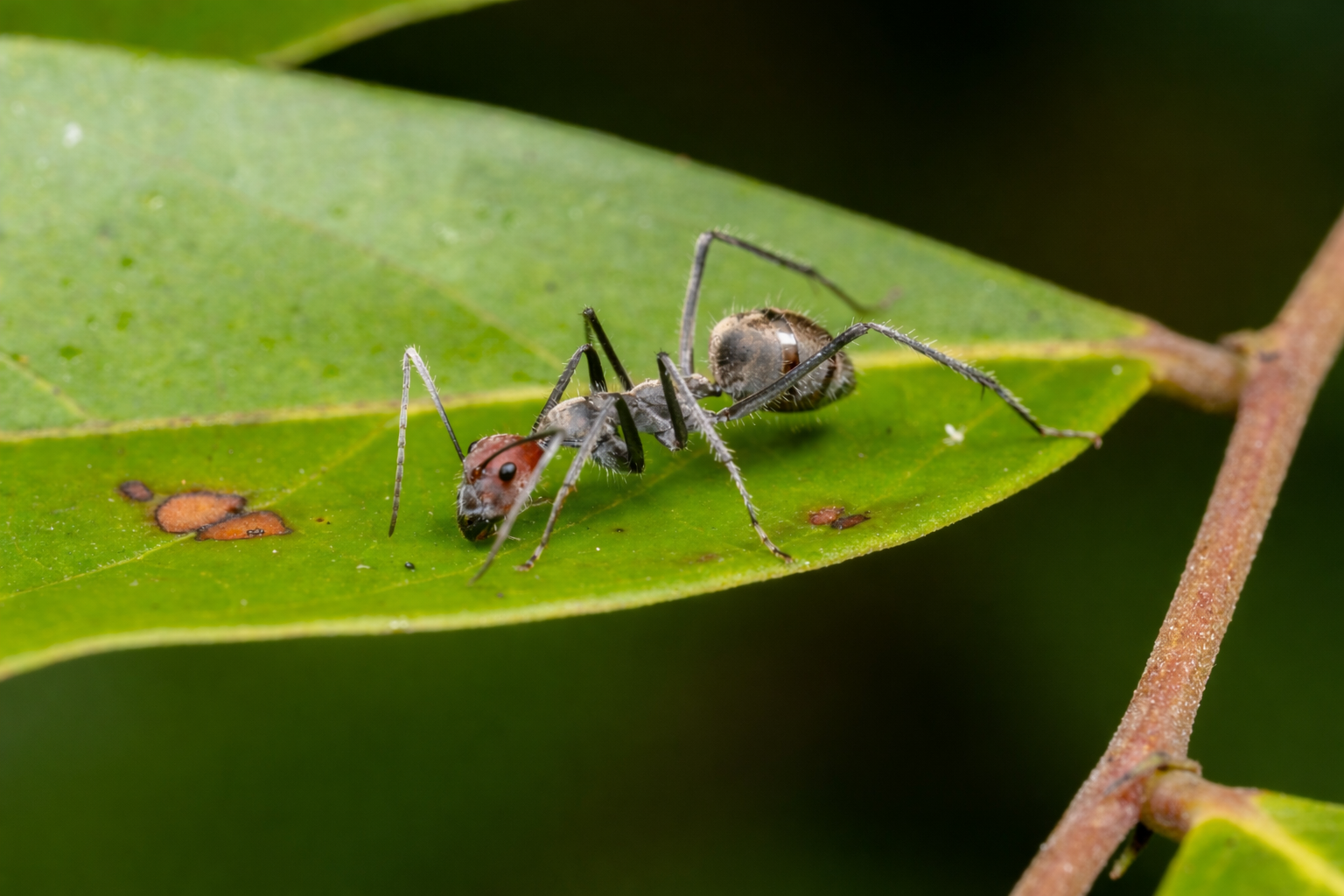 Camponotus singularis