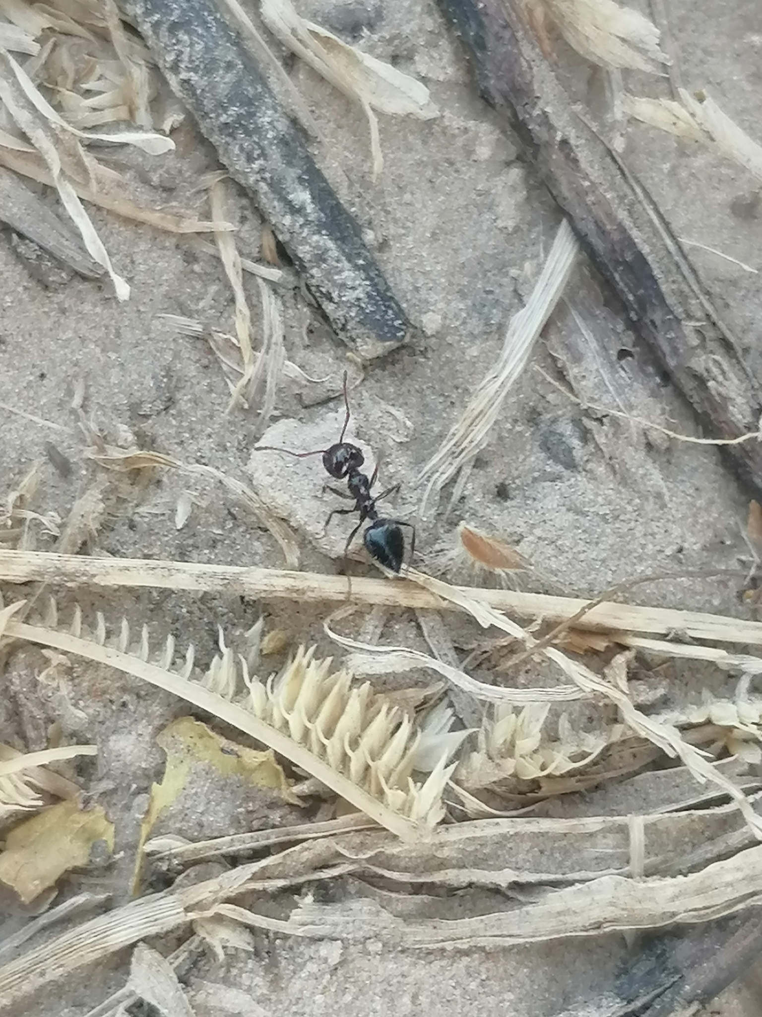 Crematogaster brunneipennis