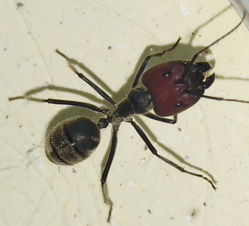 Camponotus singularis