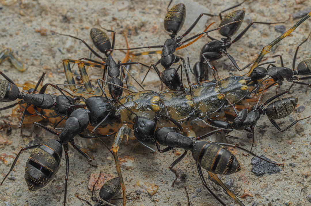 Camponotus japonicus